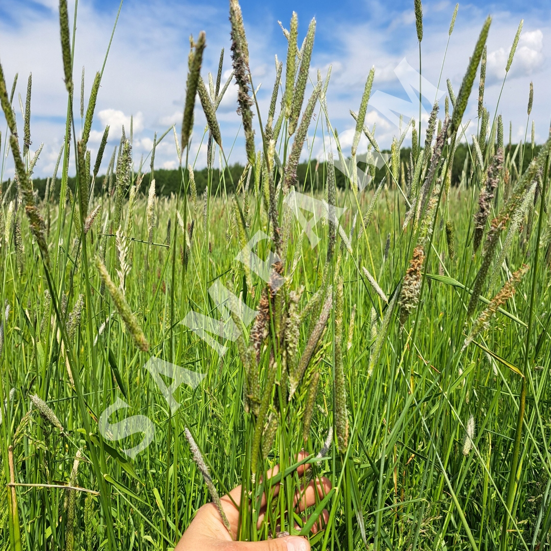 SAMFARM Sianko ziołowe 1,2kg siano z ziołami 1200g - obrazek 4
