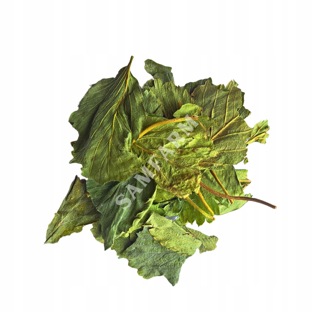 Strona Główna - f4a25cca31664ae2133907c49dd860aa